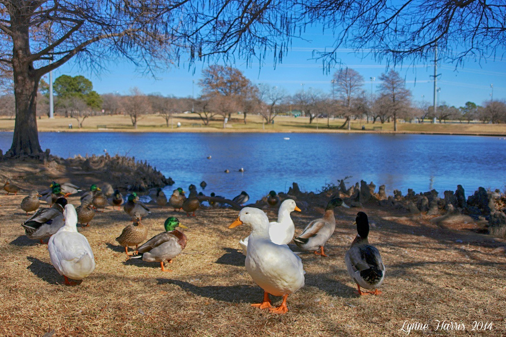 Chisolm Park by lynne5477