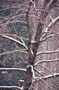 30th Jan 2014 - Snowy Tree