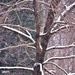 Snowy Tree by soboy5
