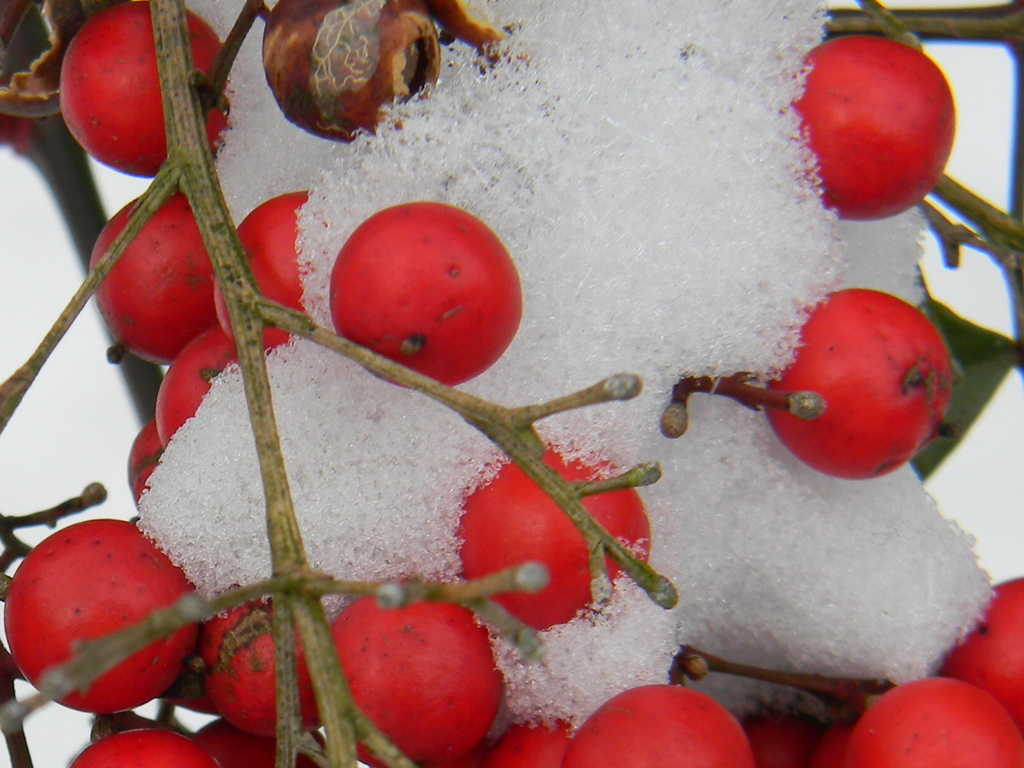 Snow on Berries Closeup 1-29 by sfeldphotos