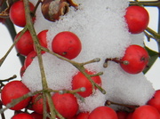 29th Jan 2014 - Snow on Berries Closeup 1-29