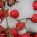 Snow on Berries Closeup 1-29 by sfeldphotos