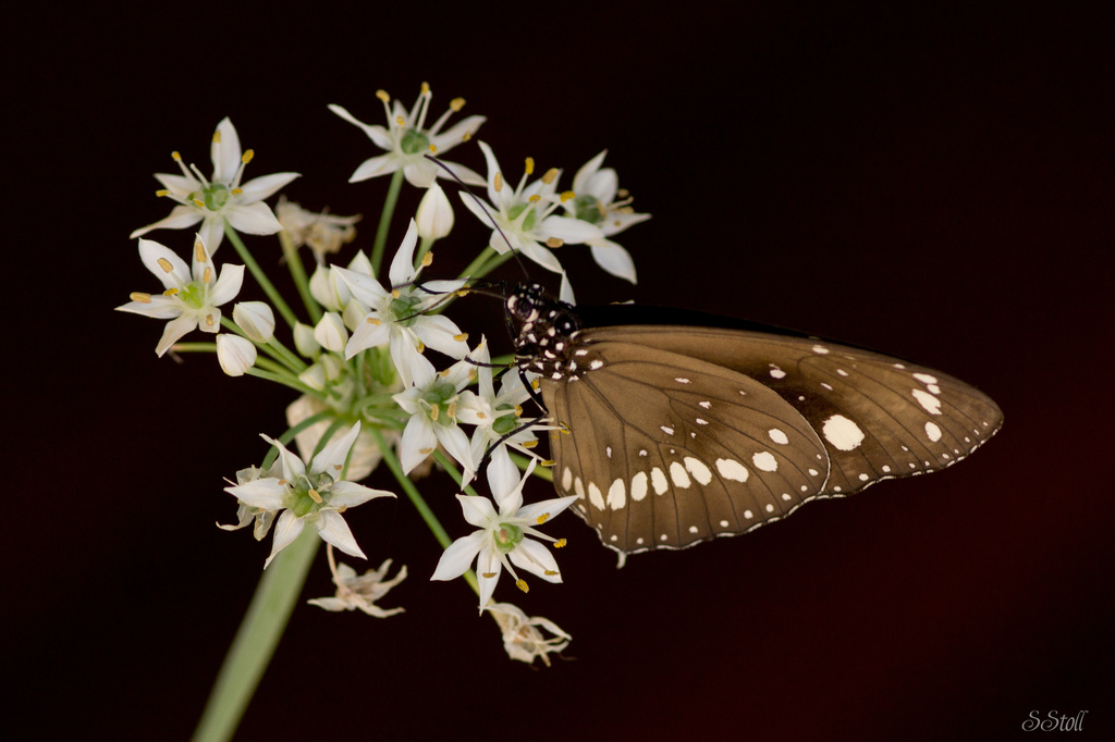 Butterfly on Chives by bella_ss