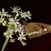 Butterfly on Chives by bella_ss