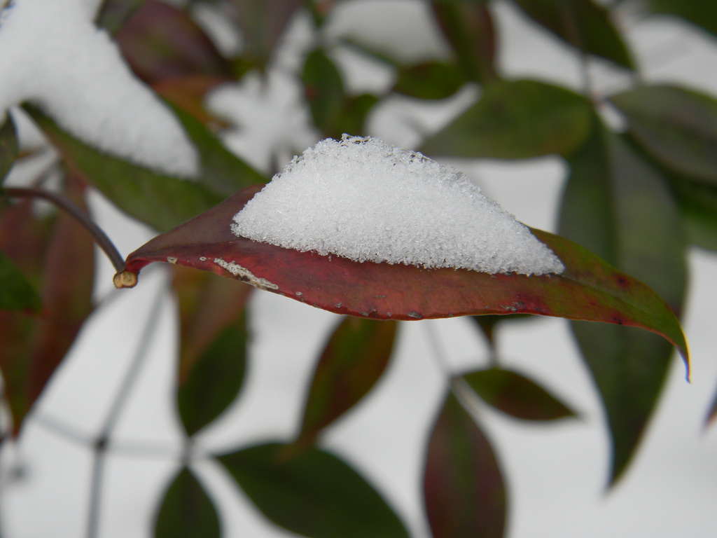 Snow on Nandina Leaf by sfeldphotos