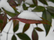 24th Jan 2014 - Snow on Nandina Leaf