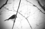 29th Jan 2014 - Bird on a wire