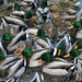 More Ducks by falcon11