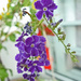 Balcony Flowers by ianjb21
