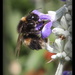 Bumble bee by rustymonkey