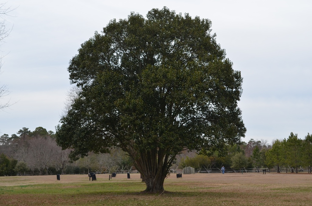 A perfect shape for a tree, Charleston, SC by congaree