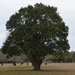 A perfect shape for a tree, Charleston, SC by congaree