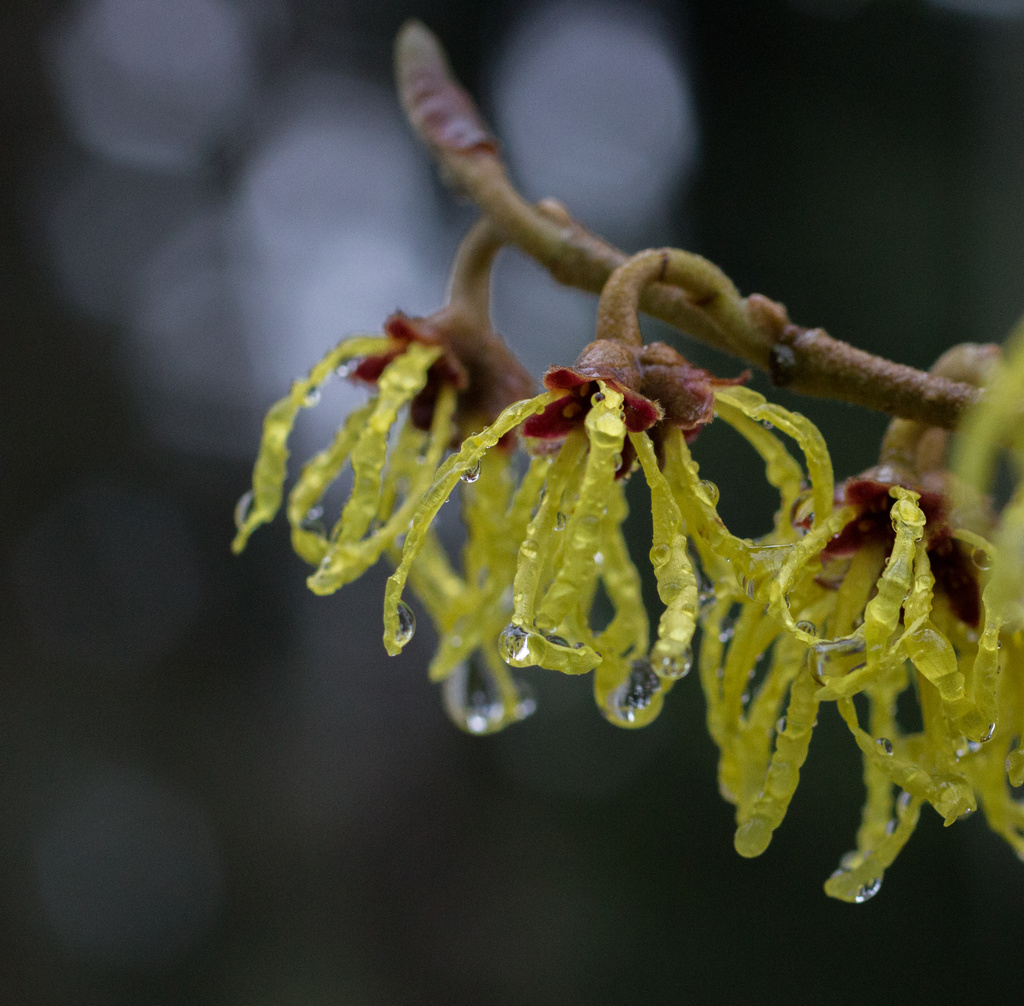 Wet Day for the Witch Hazel Blooms by princessleia