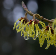 29th Jan 2014 - Wet Day for the Witch Hazel Blooms
