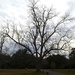 Bare winter tree by congaree