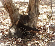 30th Jan 2014 - Schoolyard koala