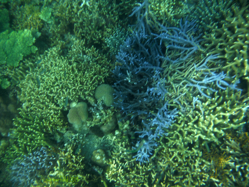 blue corals by summerfield