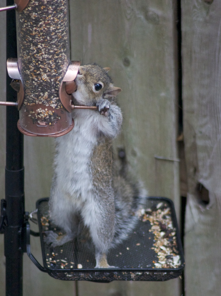 Old Grey Squirrel is at it again! by jamibann