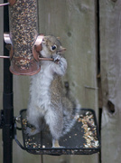 30th Jan 2014 - Old Grey Squirrel is at it again!
