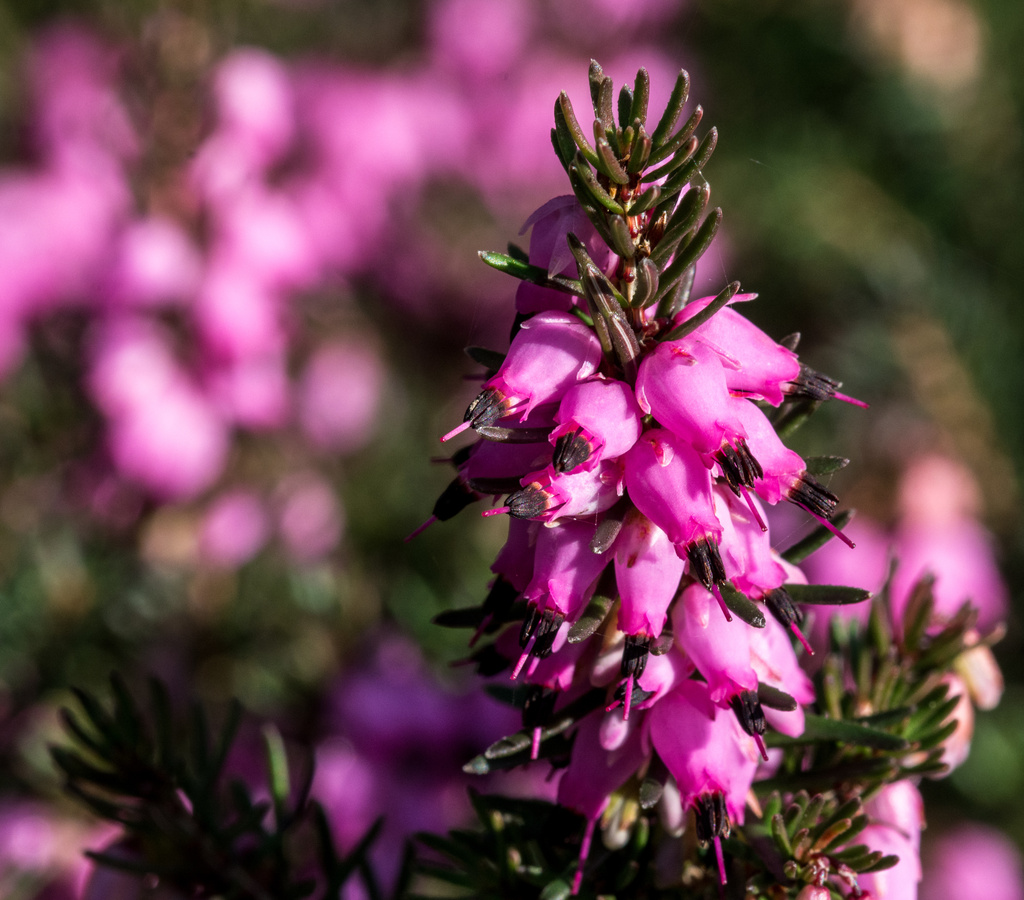 Spring Heather by vignouse