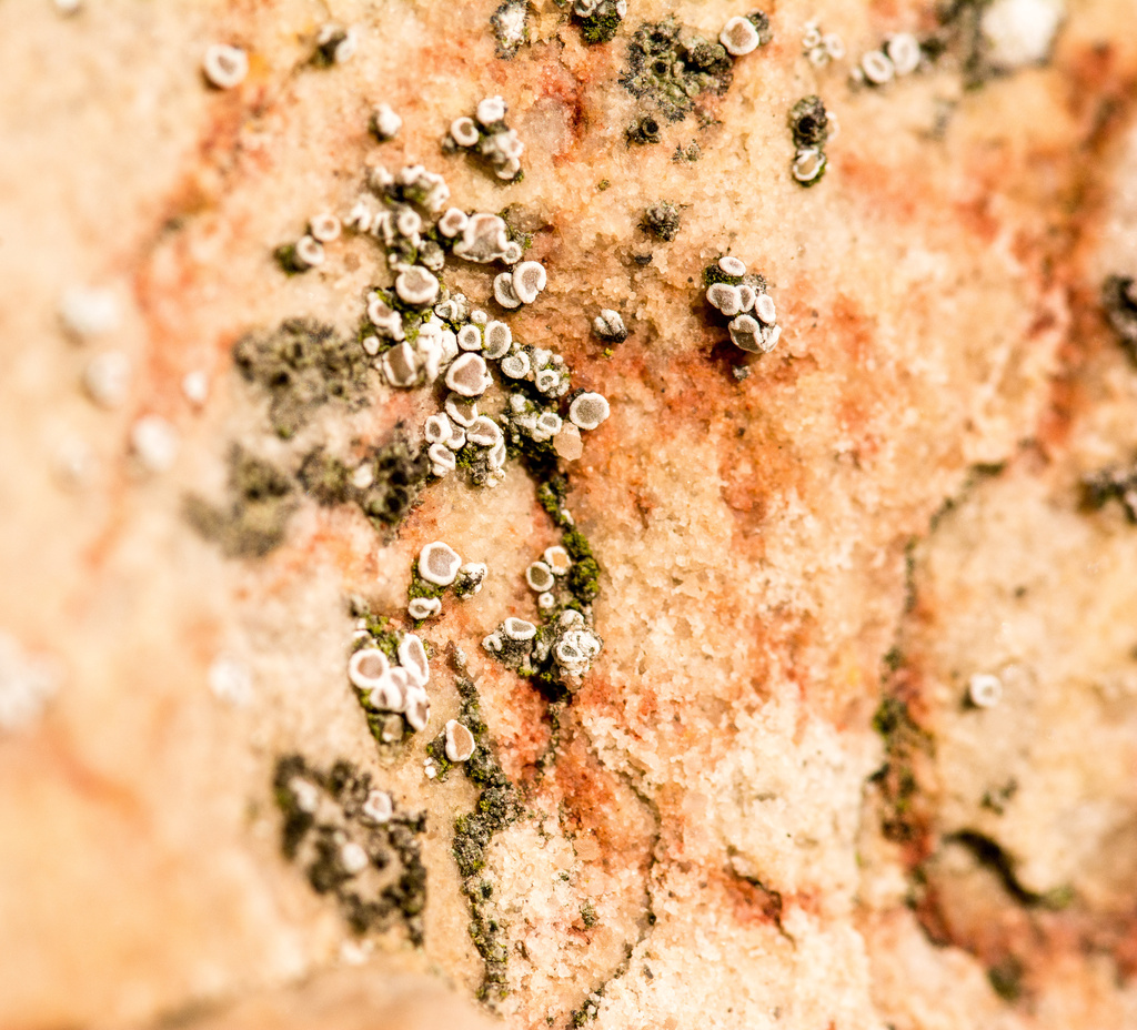 Likeable Lichens by vignouse