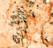 30th Jan 2014 - Likeable Lichens