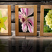 Framed Flowers by tonygig