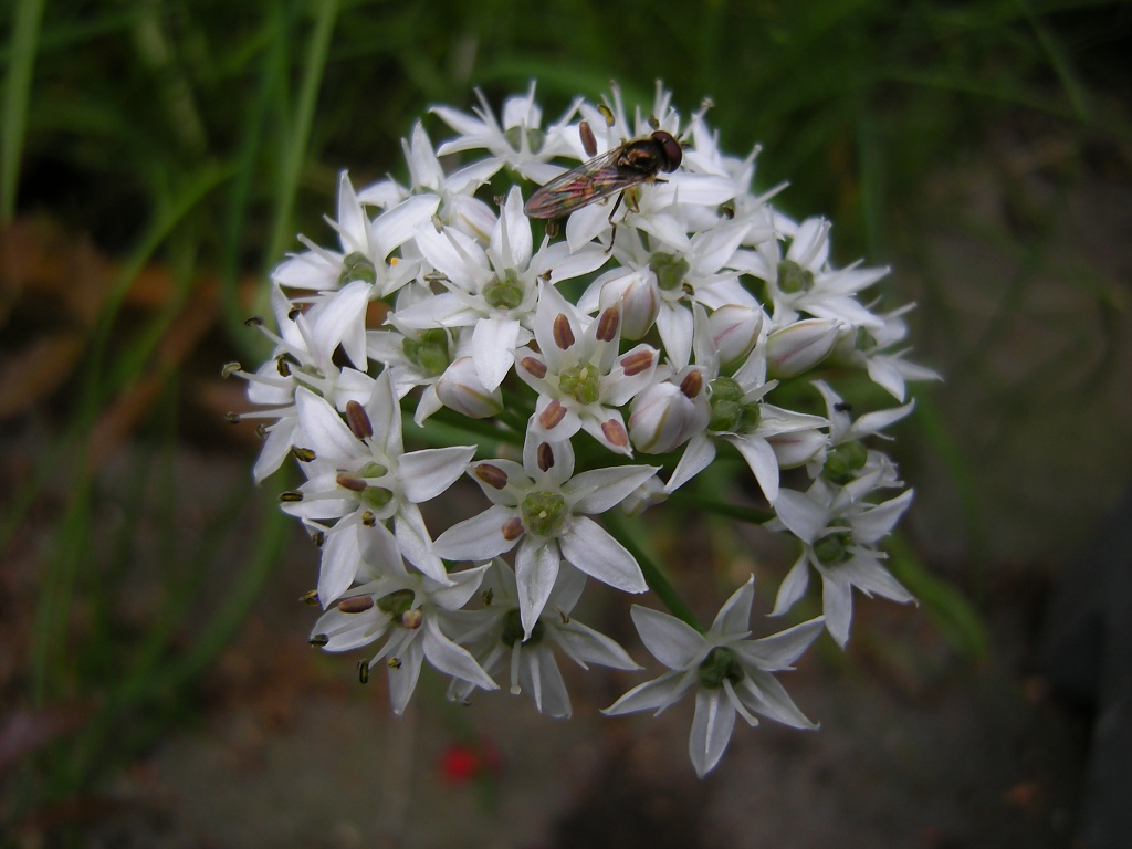 Allium schoenoprascum by pyrrhula