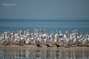 30th Jan 2014 - white pelicans