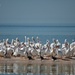 white pelicans by mjmaven