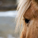 Horse's eye by elisasaeter