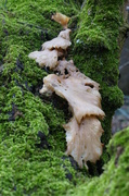 30th Jan 2014 - Hairy Stereum Fungi