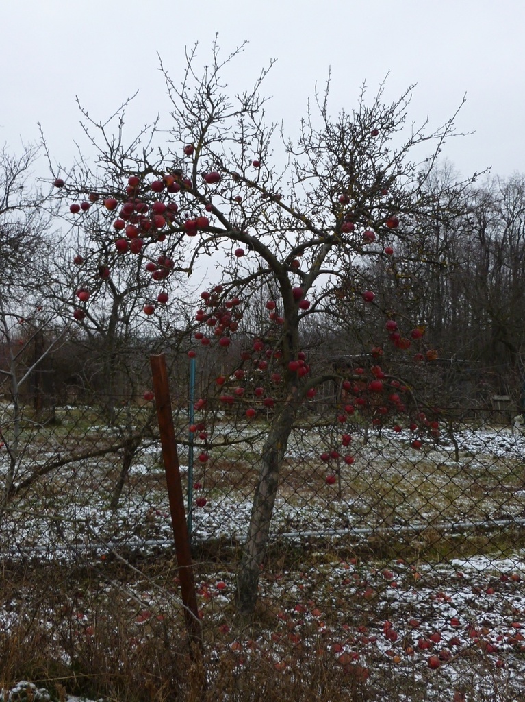 Apple thee in the middle of winter by gabis