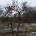 Apple thee in the middle of winter by gabis