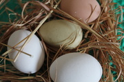 30th Jan 2014 - Nest eggs