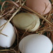 Nest eggs by randystreat