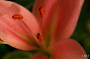 30th Jan 2014 - Pink Flower Stamen