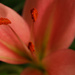 Pink Flower Stamen by leonbuys83