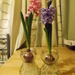 look how much my hyacinth has grown by flashphotography