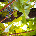 Grape vines by sugarmuser