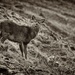 Patterdale Deer. by gamelee