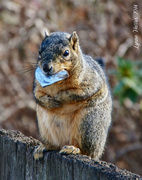 31st Jan 2014 - Fat Squirrel