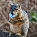 Fat Squirrel by lynne5477