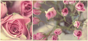30th Jan 2014 - Roses