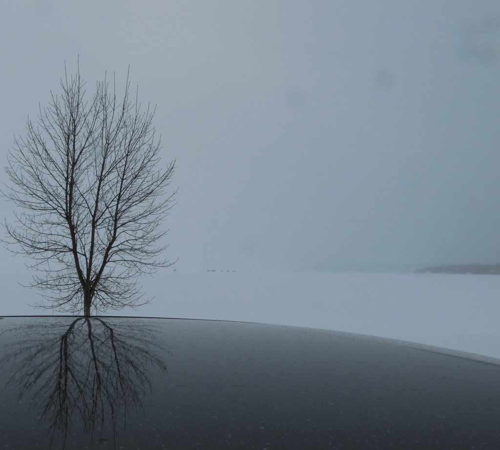 Lonely tree IMG_6628 by radiogirl
