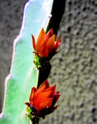 1st Feb 2014 - Cvjetovi kaktusa