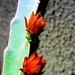 Cvjetovi kaktusa by vesna0210