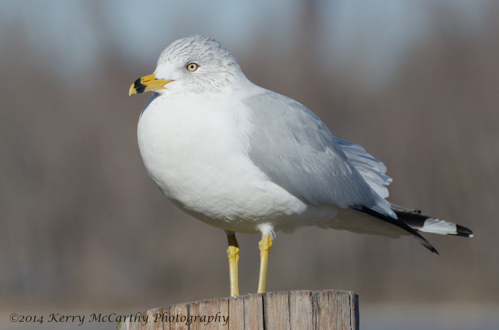 Ring-billed gull by mccarth1
