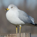 Ring-billed gull by mccarth1
