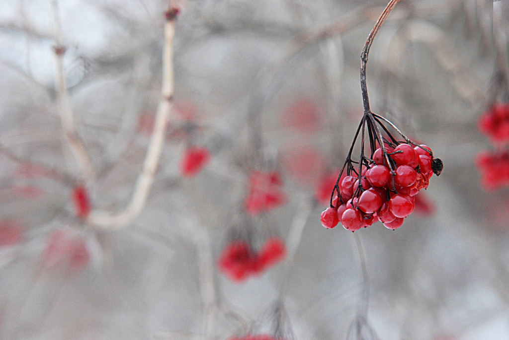 Red berries! by fayefaye